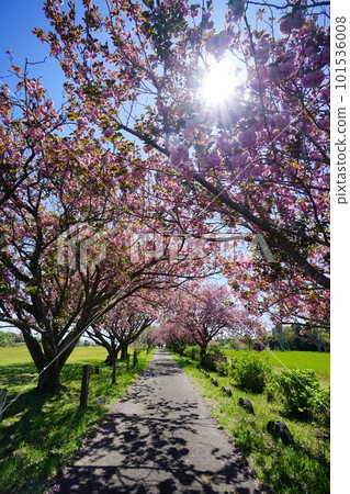 Yaezakura Ranch Akimoto Ranch Yaezakura Ranch Akimoto Ranch 101536008