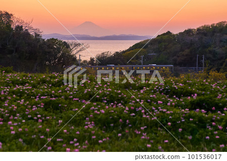 富士山、JR內房線、黃芪田 柳川水稻村 101536017