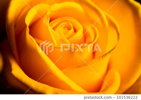 Beautiful yellow roses. Beautiful yellow roses. 101536222