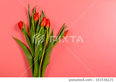 Spring flowers. Red tulips. Spring flowers. Red tulips. 101536225