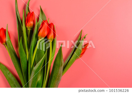 Spring flowers. Red tulips. Spring flowers. Red tulips. 101536226