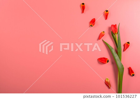 Spring flowers. Red tulips. Spring flowers. Red tulips. 101536227