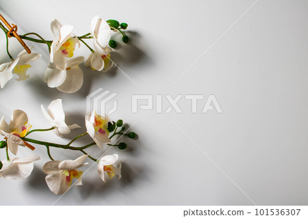 Flowers of orchids. 101536307