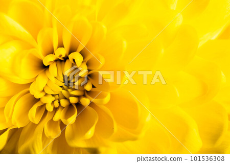 Yellow chrysanthemums flowers. 101536308
