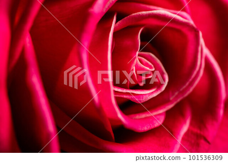 Red roses flowers. 101536309