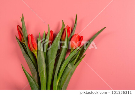 Spring flowers. Red tulips. Spring flowers. Red tulips. 101536311