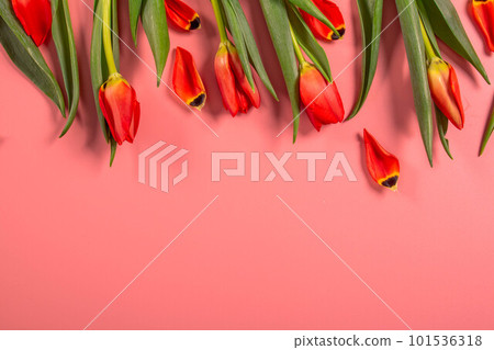 Spring flowers. Red tulips. 101536318