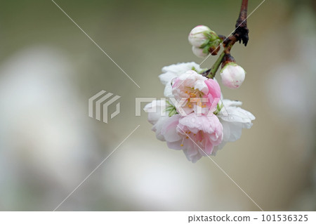 源平花百花 源平花百花 101536325
