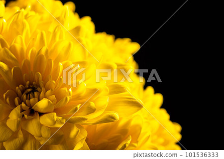 Yellow chrysanthemums flowers. Yellow chrysanthemums flowers. 101536333