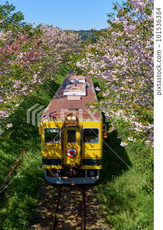 白見丘站附近的八重櫻和七花列車 伊隅鐵道 101536384