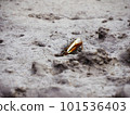 Yaeyama fiddler crab. A crab with one large pincer leg that appears in the tidal flats of mangrove forests. 101536403
