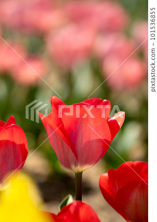 鬱金香花盛開與春光 101536855