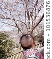 Seeing cherry blossoms for the first time with a baby 101536876