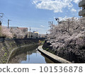 Full bloom cherry blossoms along the river 101536878