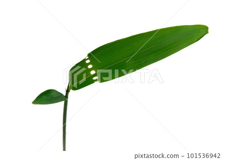 A worm-eaten round hole in a bamboo leaf A worm-eaten round hole in a bamboo leaf 101536942