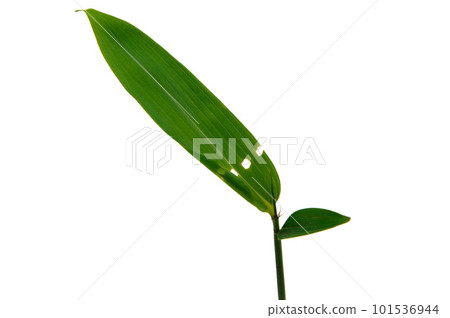 A worm-eaten round hole in a bamboo leaf A worm-eaten round hole in a bamboo leaf 101536944