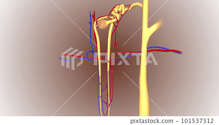 The function of the nephron is to convert blood to urine and consists of the tubular system and the renal corpuscle. 101537312
