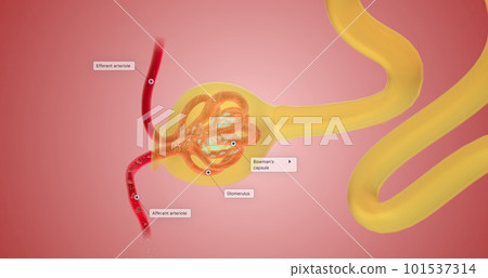 When blood reaches the kidney, the nephron filters it from fluid, red blood cells, platelets, ions, and molecular nutrients. 101537314