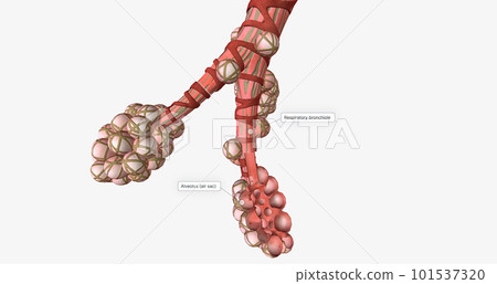 The alveoli are tiny air-filled pockets located in the lungs. The alveoli are tiny air-filled pockets located in the lungs. 101537320