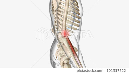 Tennis elbow, also called epicondylitis, is a painful condition caused by repetitive movement of the elbow. 101537322