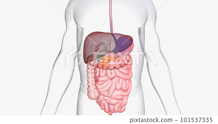 In between meals, glucose stores in the liver are released into the bloodstream. 101537335