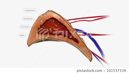 The Adrenal Gland Cross Section The Adrenal Gland Cross Section 101537339