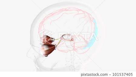 Strabismic Amblyopia, Visual Pathway with Eye Movement Strabismic Amblyopia, Visual Pathway with Eye Movement 101537405
