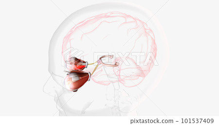 Strabismic Amblyopia, Visual Pathway with Eye Movement Strabismic Amblyopia, Visual Pathway with Eye Movement 101537409