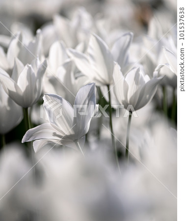 Wada Park Tulip Festival, Inashiki City, Ibaraki Prefecture 101537638