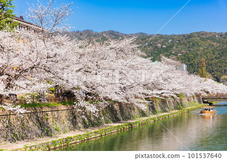 Springtime Kyoto Okazaki Canal scenery of cherry blossoms Springtime Kyoto Okazaki Canal scenery of cherry blossoms 101537640