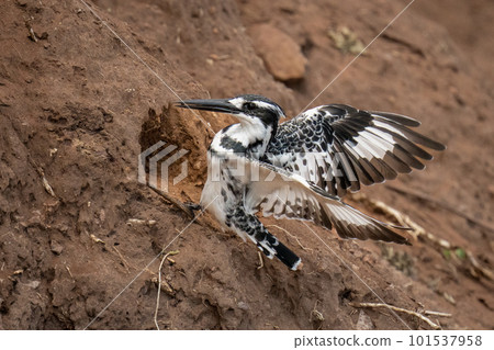 Pied kingfisher hovers near hole in bank 101537958
