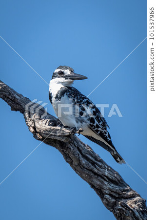 Pied kingfisher on dead branch in sunshine 101537966