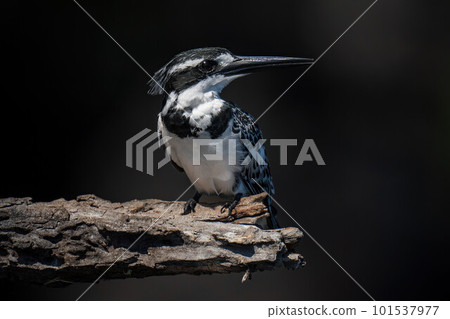 Pied kingfisher on dead log with catchlight Pied kingfisher on dead log with catchlight 101537977