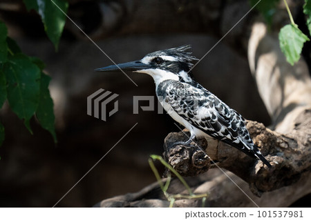Pied kingfisher on log in dappled sunlight Pied kingfisher on log in dappled sunlight 101537981