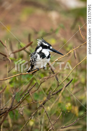Pied kingfisher on thin branch looking right Pied kingfisher on thin branch looking right 101537991