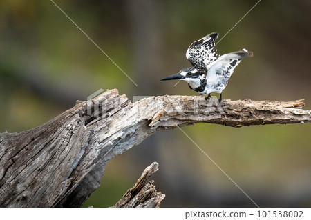 Pied kingfisher takes off from tree stump Pied kingfisher takes off from tree stump 101538002
