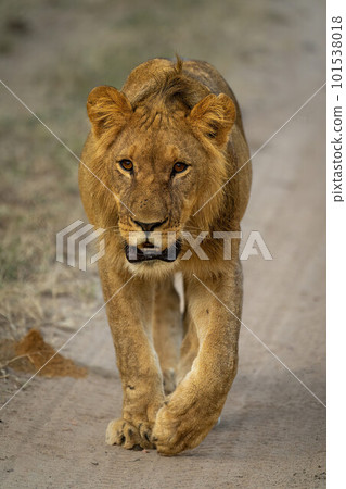 Male lion walks down track towards camera Male lion walks down track towards camera 101538018