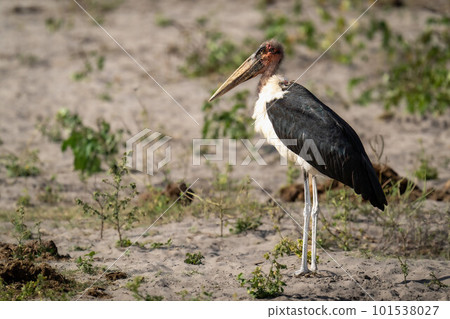 Marabou stork stands in profile on sand Marabou stork stands in profile on sand 101538027