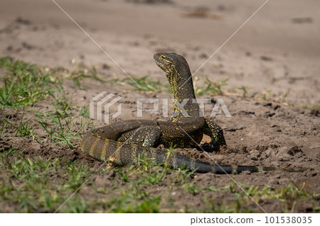 Nile monitor crawls through grass in sunshine Nile monitor crawls through grass in sunshine 101538035