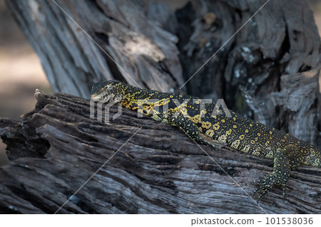 Nile monitor lies sleeping on dry log 101538036