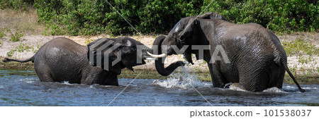 Panorama of African elephants fighting in river 101538037
