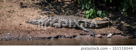 Panorama of Nile crocodile on sunlit riverbank Panorama of Nile crocodile on sunlit riverbank 101538044