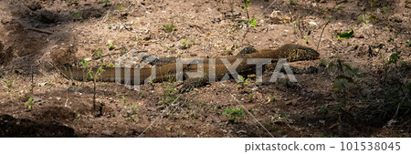 Panorama of Nile monitor lying on ground 101538045