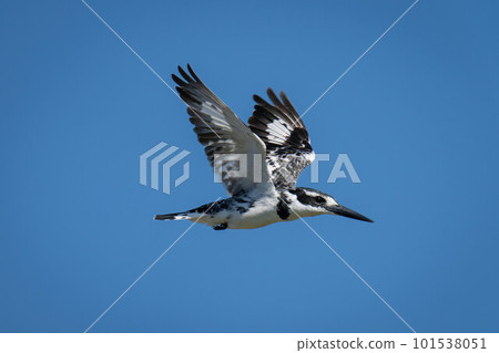 Pied kingfisher flies in clear blue sky 101538051