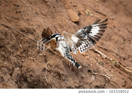 Pied kingfisher flies into hole in bank Pied kingfisher flies into hole in bank 101538052