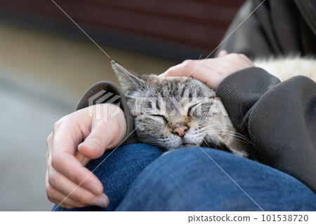 貓在腿上放鬆 101538720