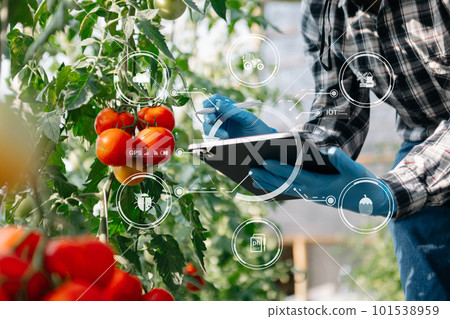 farmer man watching organic tomatoes in greenhouse, Farmers working smart farming. 101538959