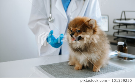 Male veterinarian in work clothes listening to a small dog's breath with phonendoscope.in a veterinary clinic. Male veterinarian in work clothes listening to a small dog's breath with phonendoscope.in a veterinary clinic. 101539230