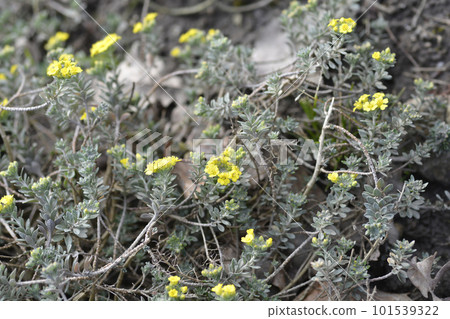 Wavy-leaved Alison 101539322