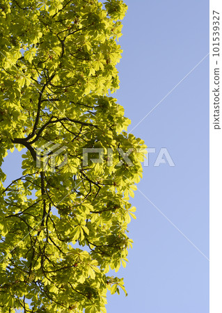 Common horse chestnut Common horse chestnut 101539327